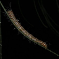 Pernattia pusilla (She-Oak Moth) at Freshwater Creek, VIC - 6 Feb 2023 by WendyEM