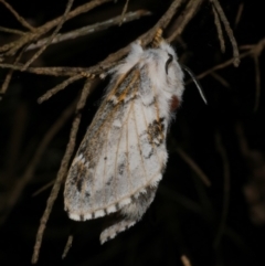 Porela delineata (Lined Porela) at Freshwater Creek, VIC - 6 Feb 2023 by WendyEM