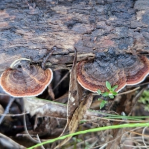 Xylobolus illudens at Mount Gray Recreation Reserve, Goulburn - 16 Jun 2024