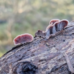 Xylobolus illudens at Mount Gray Recreation Reserve, Goulburn - 16 Jun 2024 09:01 AM