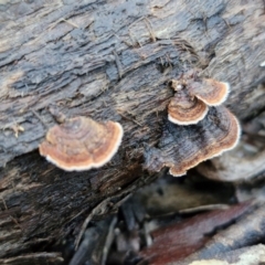 Xylobolus illudens at Mount Gray Recreation Reserve, Goulburn - 16 Jun 2024