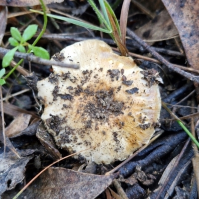 Unverified Cap on a stem; gills below cap [mushrooms or mushroom-like] at Mount Gray Recreation Reserve, Goulburn - 16 Jun 2024 by trevorpreston