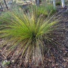 Lepidosperma urophorum (Tailed Rapier-sedge) at Goulburn Mulwaree Council - 16 Jun 2024 by trevorpreston