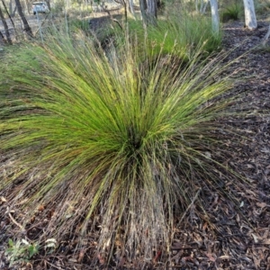 Lepidosperma urophorum at Mount Gray Recreation Reserve, Goulburn - 16 Jun 2024 08:57 AM