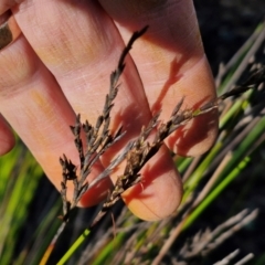 Lepidosperma urophorum at Mount Gray Recreation Reserve, Goulburn - 16 Jun 2024