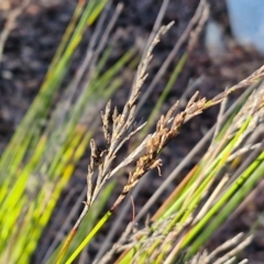 Lepidosperma urophorum at Mount Gray Recreation Reserve, Goulburn - 16 Jun 2024 08:57 AM