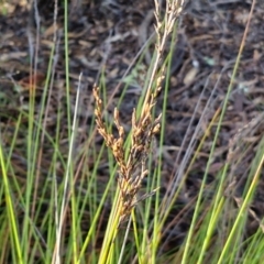 Lepidosperma urophorum at Mount Gray Recreation Reserve, Goulburn - 16 Jun 2024 08:57 AM