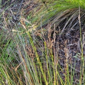 Lepidosperma urophorum at Mount Gray Recreation Reserve, Goulburn - 16 Jun 2024 08:57 AM