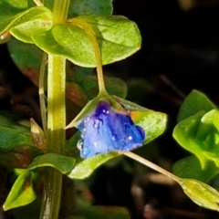 Lysimachia loeflingii (Blue Pimpernel) at Boxers Creek, NSW - 16 Jun 2024 by trevorpreston