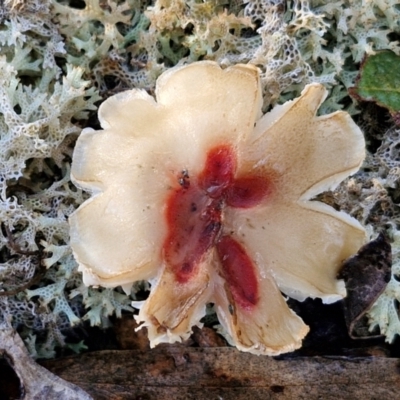 Unidentified Cap on a stem; gills below cap [mushrooms or mushroom-like] at Goulburn, NSW - 15 Jun 2024 by trevorpreston