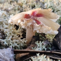 zz agaric (stem; gills white/cream) at Mount Gray Recreation Reserve, Goulburn - 16 Jun 2024