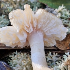 zz agaric (stem; gills white/cream) at Mount Gray Recreation Reserve, Goulburn - 16 Jun 2024