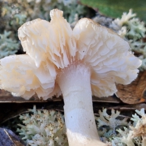 zz agaric (stem; gills white/cream) at Mount Gray Recreation Reserve, Goulburn - 16 Jun 2024