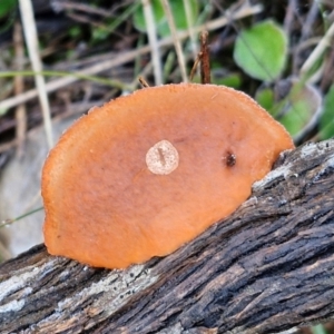 Trametes coccinea at Mount Gray Recreation Reserve, Goulburn - 16 Jun 2024 08:40 AM