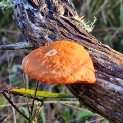 Trametes coccinea at Mount Gray Recreation Reserve, Goulburn - 16 Jun 2024