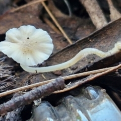 Unidentified Cap on a stem; gills below cap [mushrooms or mushroom-like] at Goulburn, NSW - 15 Jun 2024 by trevorpreston