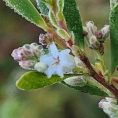 Styphelia mutica (Blunt Beard-heath) at Governers Hill Recreation Reserve - 16 Jun 2024 by trevorpreston