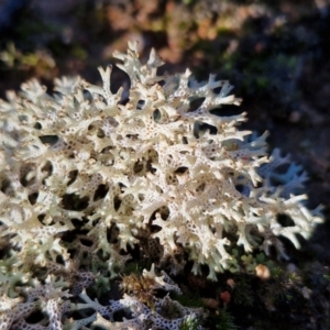 Cladia corallaizon at Mount Gray Recreation Reserve, Goulburn - 16 Jun 2024