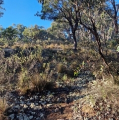 Cladia corallaizon at Mount Gray Recreation Reserve, Goulburn - 16 Jun 2024