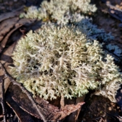 Cladia corallaizon at Mount Gray Recreation Reserve, Goulburn - 16 Jun 2024