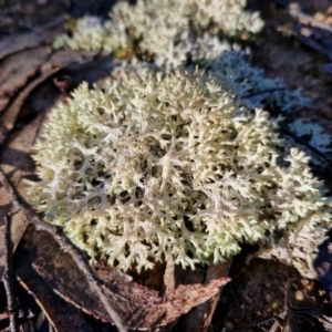 Cladia corallaizon at Mount Gray Recreation Reserve, Goulburn - 16 Jun 2024