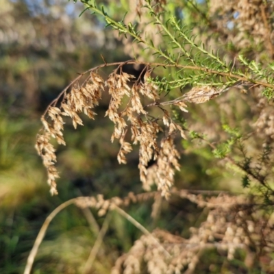 Cassinia sifton (Sifton Bush, Chinese Shrub) at Governers Hill Recreation Reserve - 16 Jun 2024 by trevorpreston