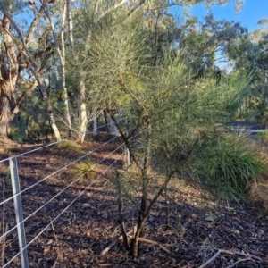 Jacksonia scoparia at Mount Gray Recreation Reserve, Goulburn - 16 Jun 2024