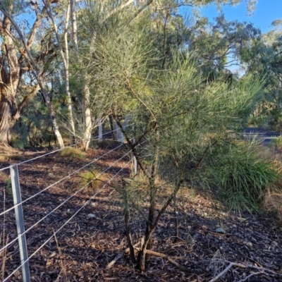 Jacksonia scoparia (Dogwood) at Goulburn Mulwaree Council - 16 Jun 2024 by trevorpreston