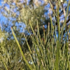 Jacksonia scoparia at Mount Gray Recreation Reserve, Goulburn - 16 Jun 2024