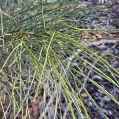 Jacksonia scoparia at Mount Gray Recreation Reserve, Goulburn - 16 Jun 2024 08:31 AM