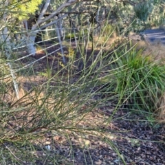 Jacksonia scoparia at Mount Gray Recreation Reserve, Goulburn - 16 Jun 2024