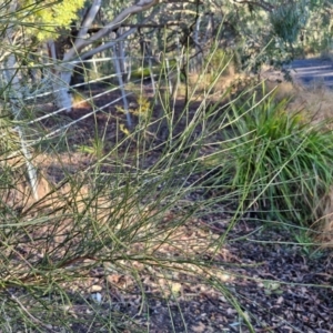 Jacksonia scoparia at Mount Gray Recreation Reserve, Goulburn - 16 Jun 2024