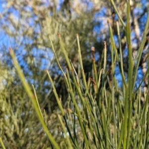 Jacksonia scoparia at Mount Gray Recreation Reserve, Goulburn - 16 Jun 2024