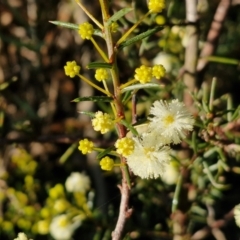 Acacia genistifolia (Early Wattle) at Goulburn Mulwaree Council - 16 Jun 2024 by trevorpreston