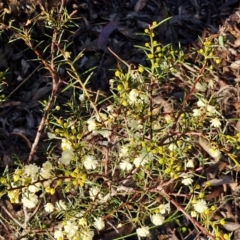 Acacia genistifolia at Mount Gray Recreation Reserve, Goulburn - 16 Jun 2024 08:30 AM