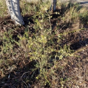 Acacia genistifolia at Mount Gray Recreation Reserve, Goulburn - 16 Jun 2024 08:30 AM