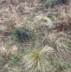 Nassella trichotoma (Serrated Tussock) at Mount Majura - 15 Jun 2024 by waltraud