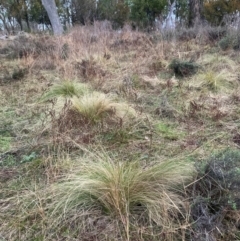 Nassella trichotoma at Mount Majura - 15 Jun 2024