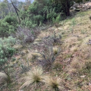 Nassella trichotoma at Mount Majura - 15 Jun 2024