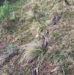 Nassella trichotoma at Mount Majura - 15 Jun 2024