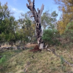 Nassella trichotoma at Mount Majura - 15 Jun 2024