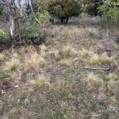 Nassella trichotoma (Serrated Tussock) at Watson, ACT - 15 Jun 2024 by waltraud