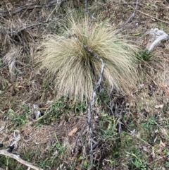 Nassella trichotoma (Serrated Tussock) at Watson, ACT - 15 Jun 2024 by waltraud