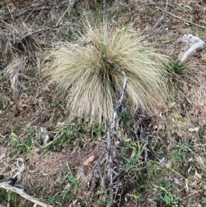 Nassella trichotoma at Mount Majura - 15 Jun 2024