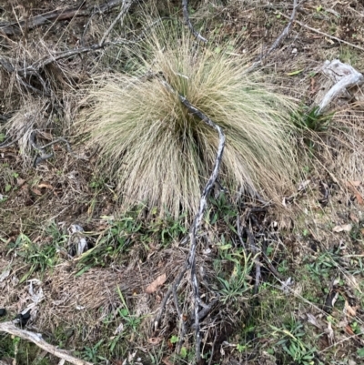 Nassella trichotoma (Serrated Tussock) at Watson, ACT - 15 Jun 2024 by waltraud