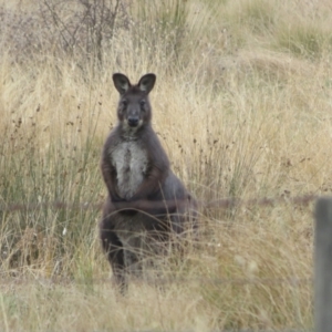 Osphranter robustus robustus at Tharwa, ACT - 13 Jun 2024