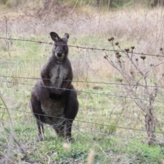 Osphranter robustus robustus at Tharwa, ACT - 13 Jun 2024