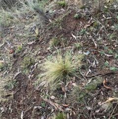 Nassella trichotoma (Serrated Tussock) at Mount Majura - 15 Jun 2024 by waltraud