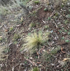 Nassella trichotoma at Mount Majura - 15 Jun 2024