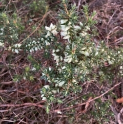 Melichrus urceolatus (Urn Heath) at Watson, ACT - 15 Jun 2024 by waltraud